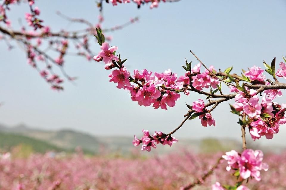 泉城处处美景 万亩桃花笑春风