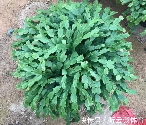 花芽|蟹爪兰长出这种叶子,立马掰掉它,嗖嗖冒花苞!