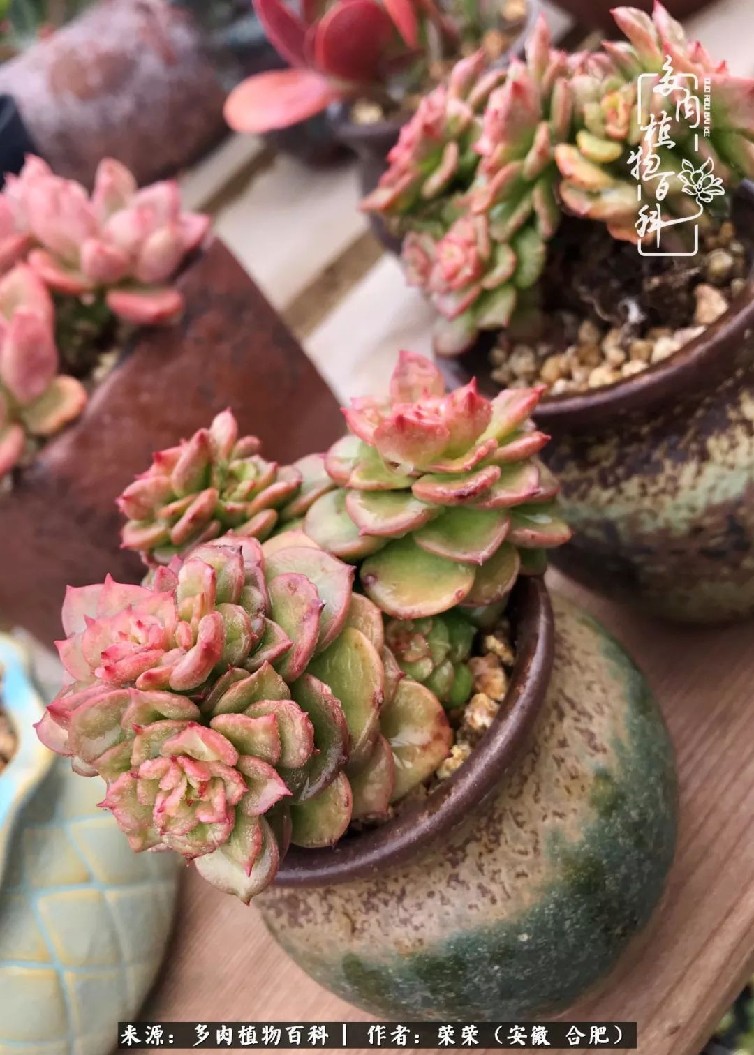 金秋时节,变化带来的惊喜不正是养肉的乐趣所在么!