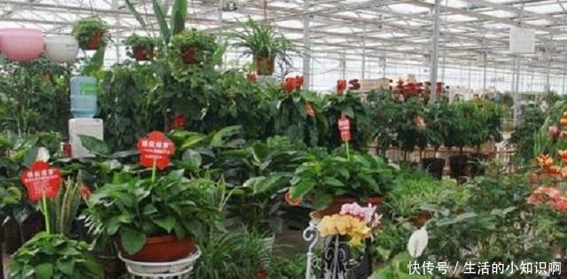 在花卉市场买花,要牢记“3不看”,不然买回“假花”,一养就死!