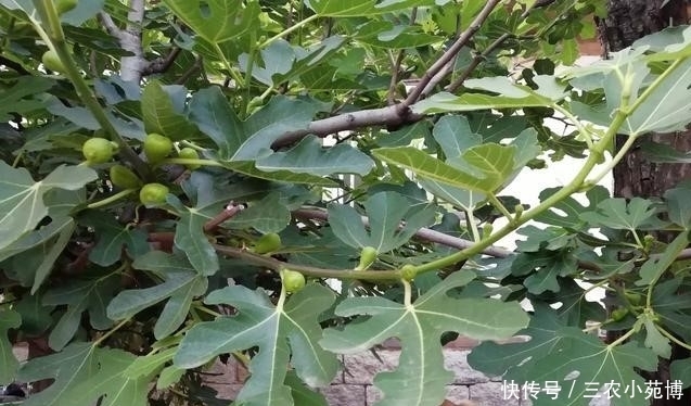 无花果叶子|无花果的叶子有药用价值,可以治瘊子,那有没有一些副作用呢?