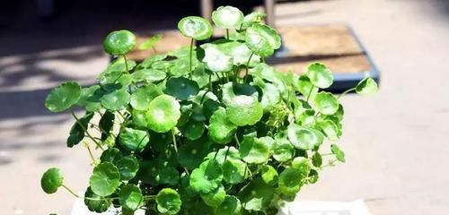  就要|书房就要养上5种花，实用风雅不落俗