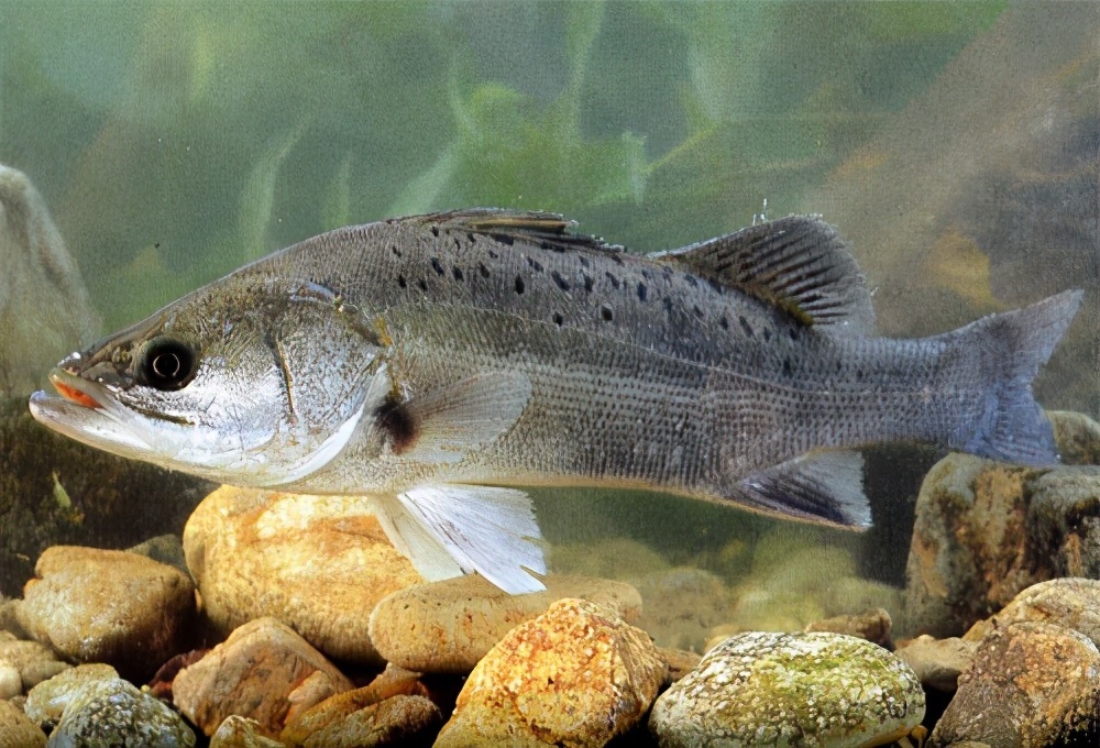 生吞羅非魚 大口黑鱸入侵珠江40年 悄悄泛濫 吃貨能解決嗎 中國熱點
