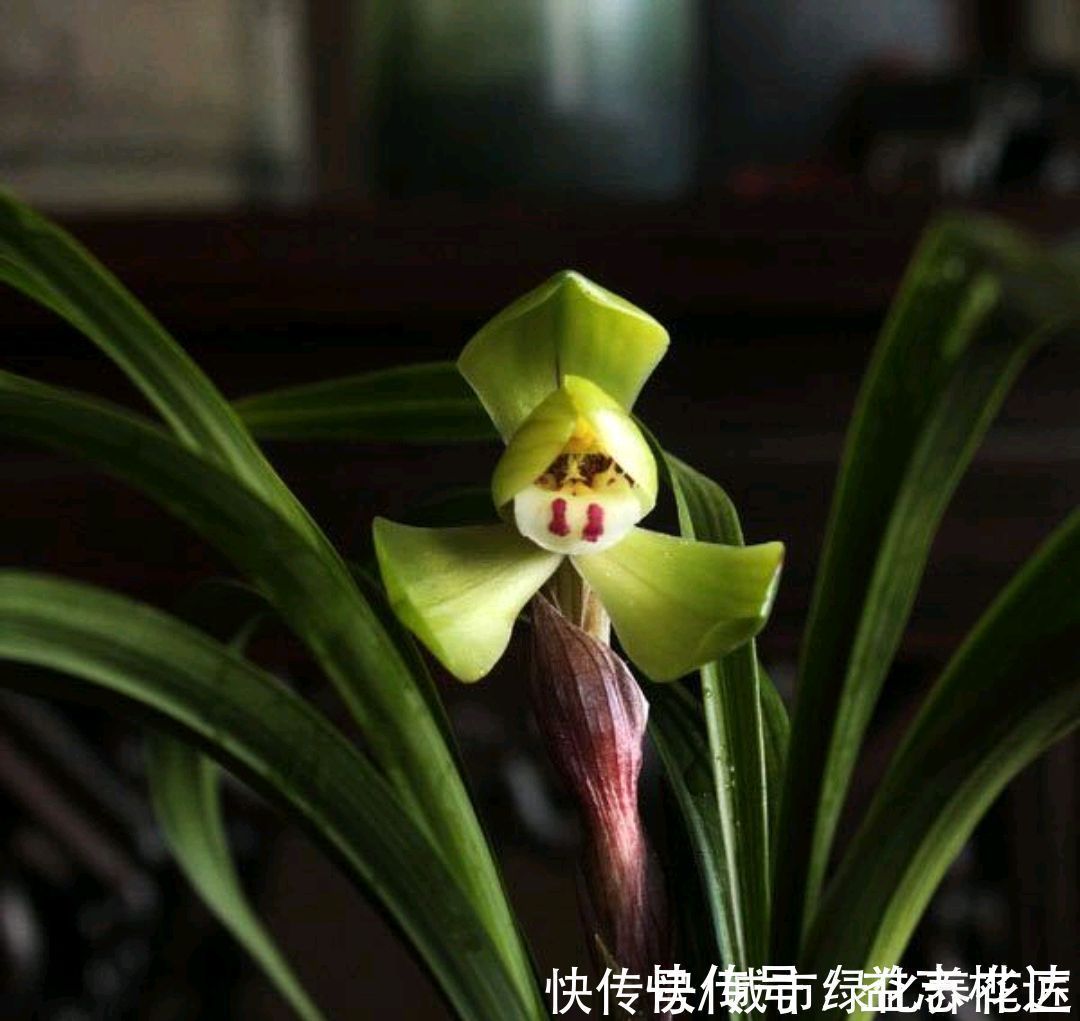 兰花|浇水是门学问，有的人隔三差五勤浇水，兰花最后还是被干死