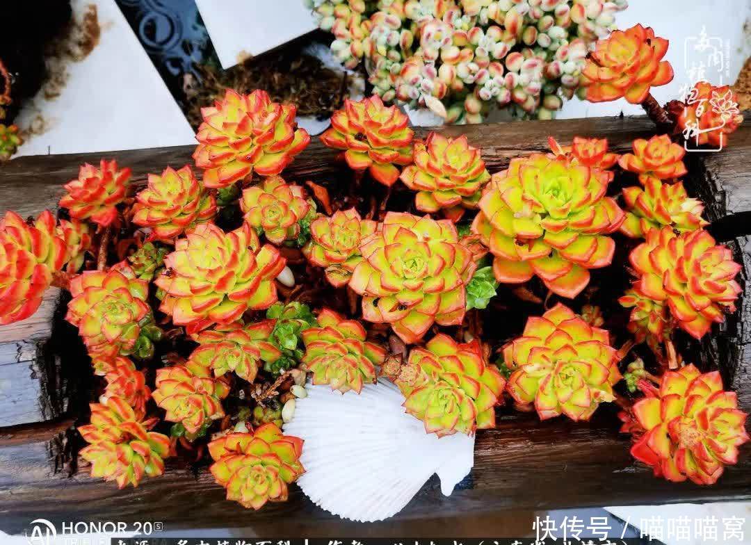 多肉|你是爱,是暖,是希望,你是人间四月天!