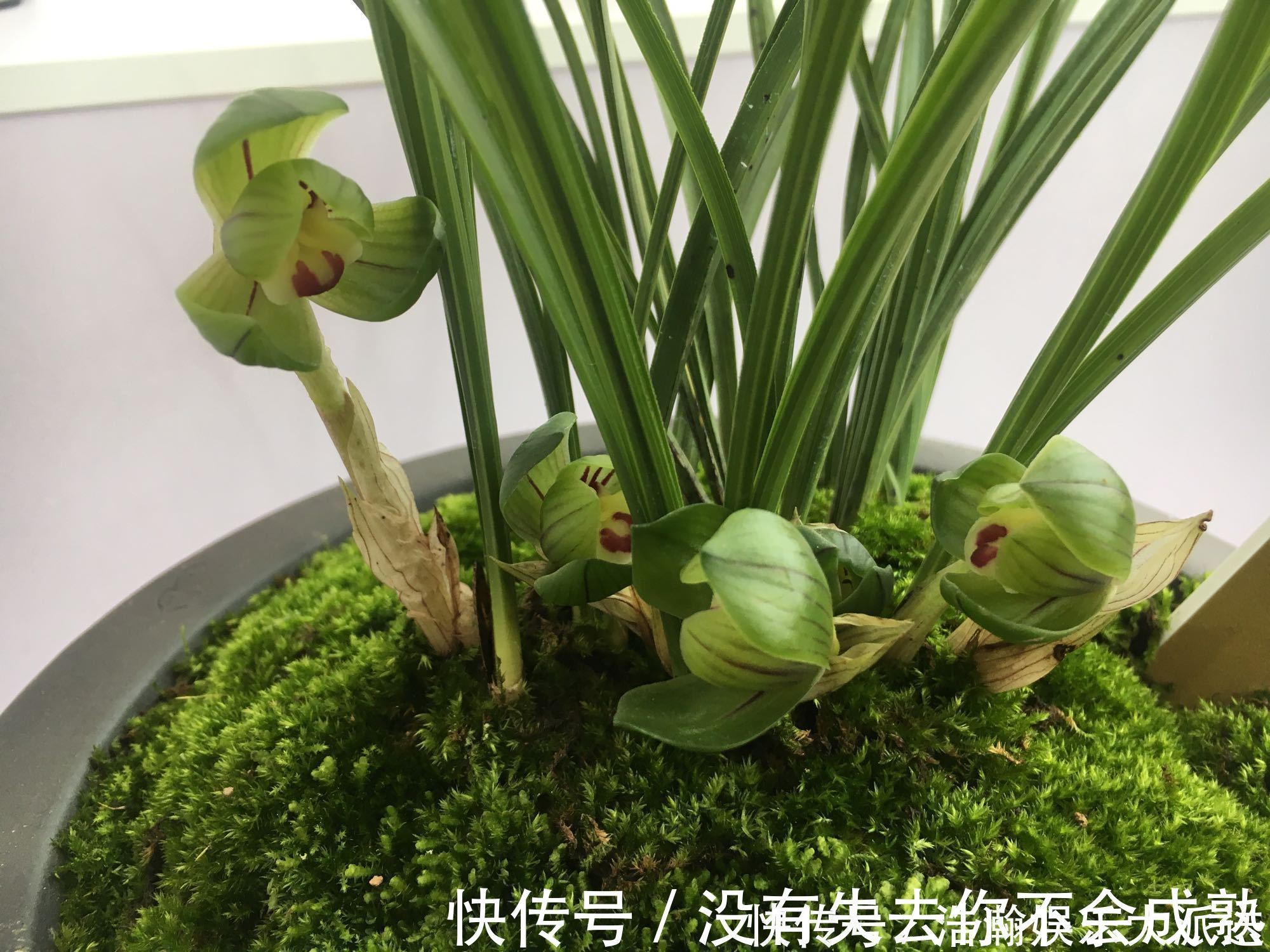 养护|兰花植株根系腐烂而没有根了还能长出来吗兰花新苗上盆焦尖咋办