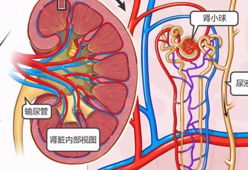 肾小管|一喝水就想小便和喝水许久都不小便的哪种肾更好？听听医生怎么说