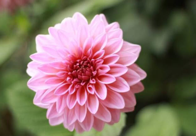 “此花”好养易爆盆,花朵大花期长,天冷天热都不怕,比牡丹还美