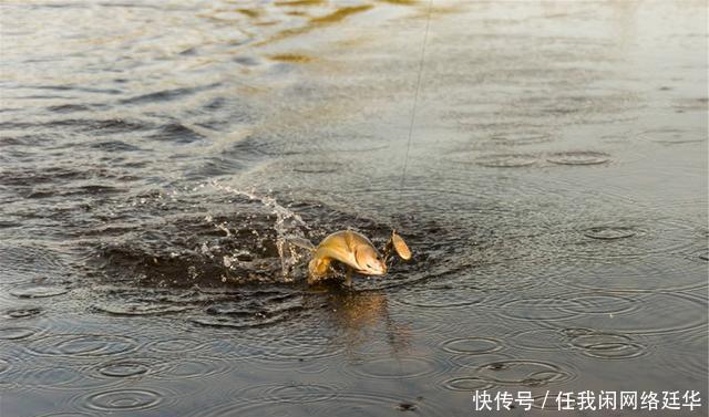  水温|冬季野钓为什么晴天不上鱼，而阴冷天却鱼口好老钓友告诉你答案