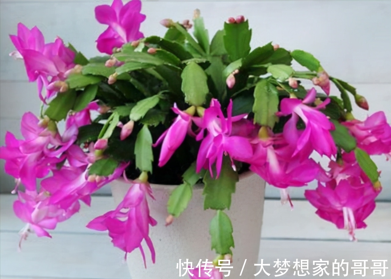 “花苞满头”的蟹爪兰有“5怕”，难怪总是掉花苞