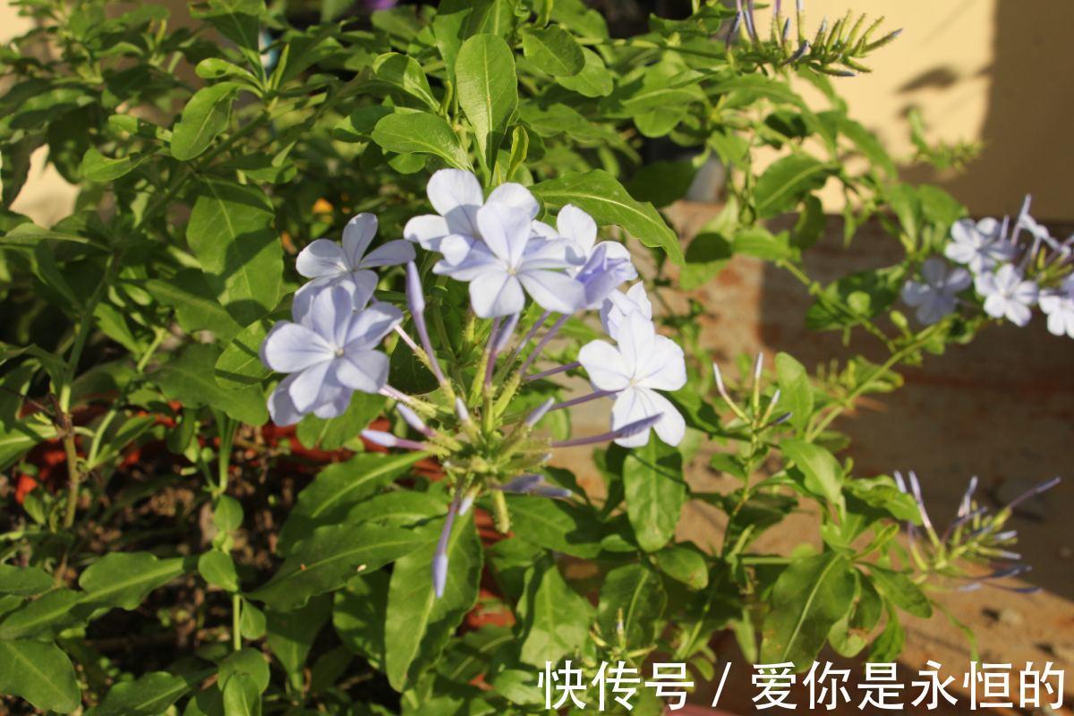 修剪|这花长得巴掌大,越晒花越多,一不小心就开成瀑布!