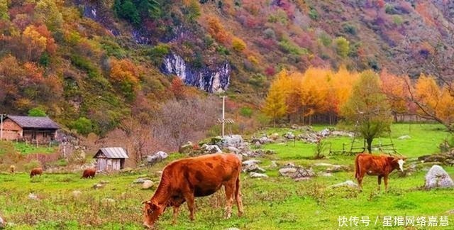 秦岭深处有一座小县城，秋色不输川西，可媲美喀纳斯，你听说过吗