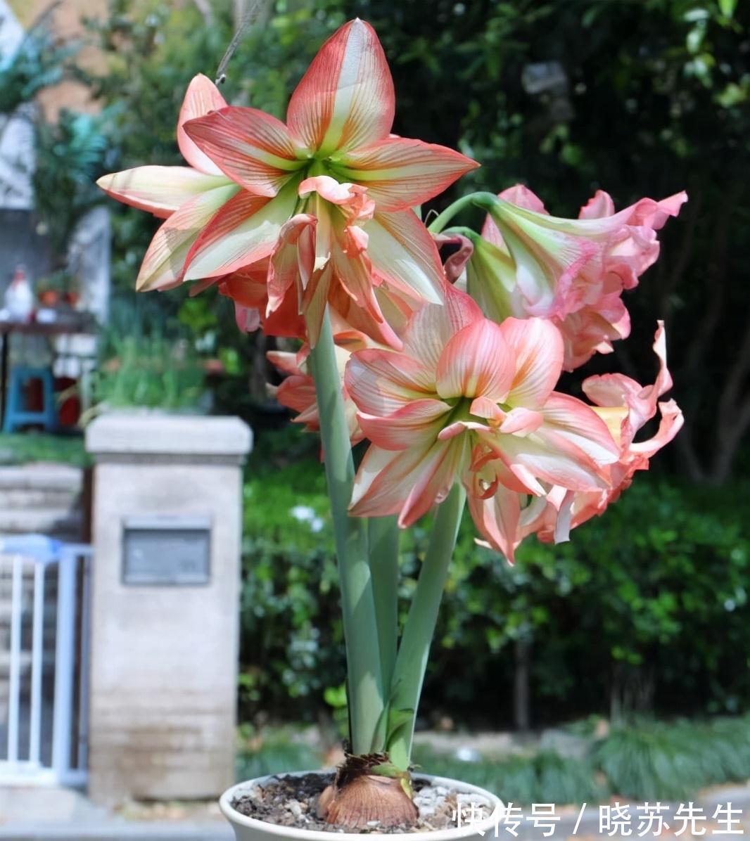 一个大疙瘩,开花“比脸大”,养朱顶红的5个窍门,年年开大花