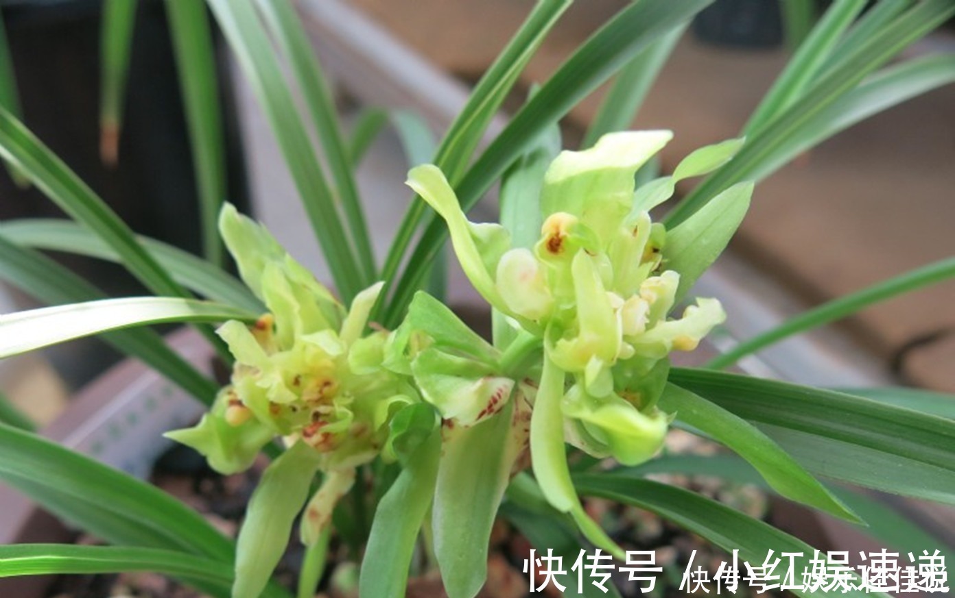 余蝴蝶|此兰花是“十大奇花”之首,花型奇特,曾千金一苗,现物美价廉