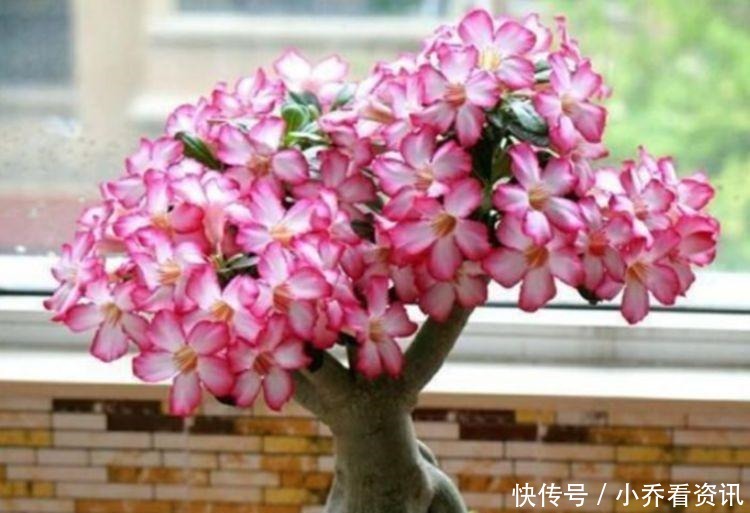 养花就养这几款,花朵小巧玲珑,花叶俱美,养盆放阳台美极了