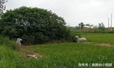 性命|大将帮朱元璋挡了9箭,朱元璋在抄家时,留下他孙子的性命