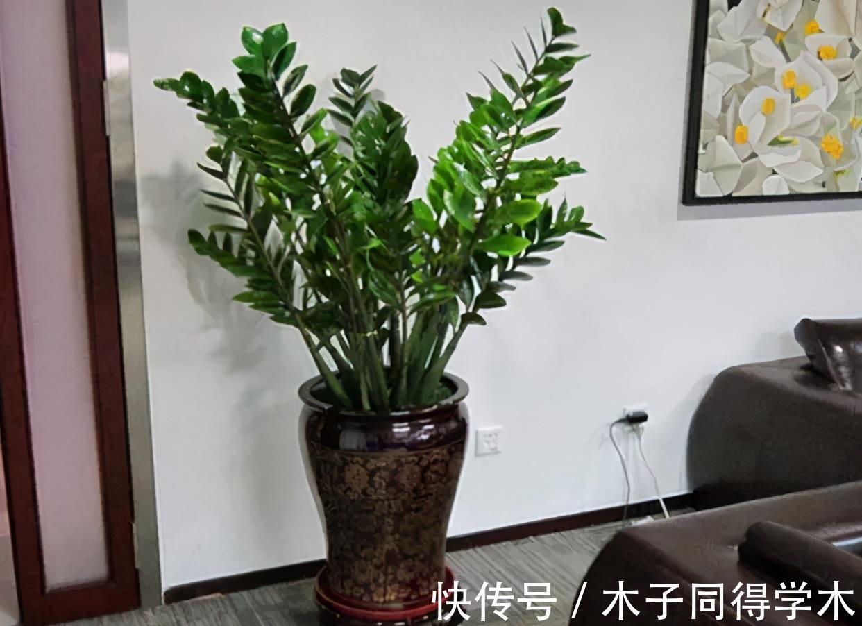 懒人花|4种懒人花，丢外面10个月不管它，反而枝繁叶茂开满枝