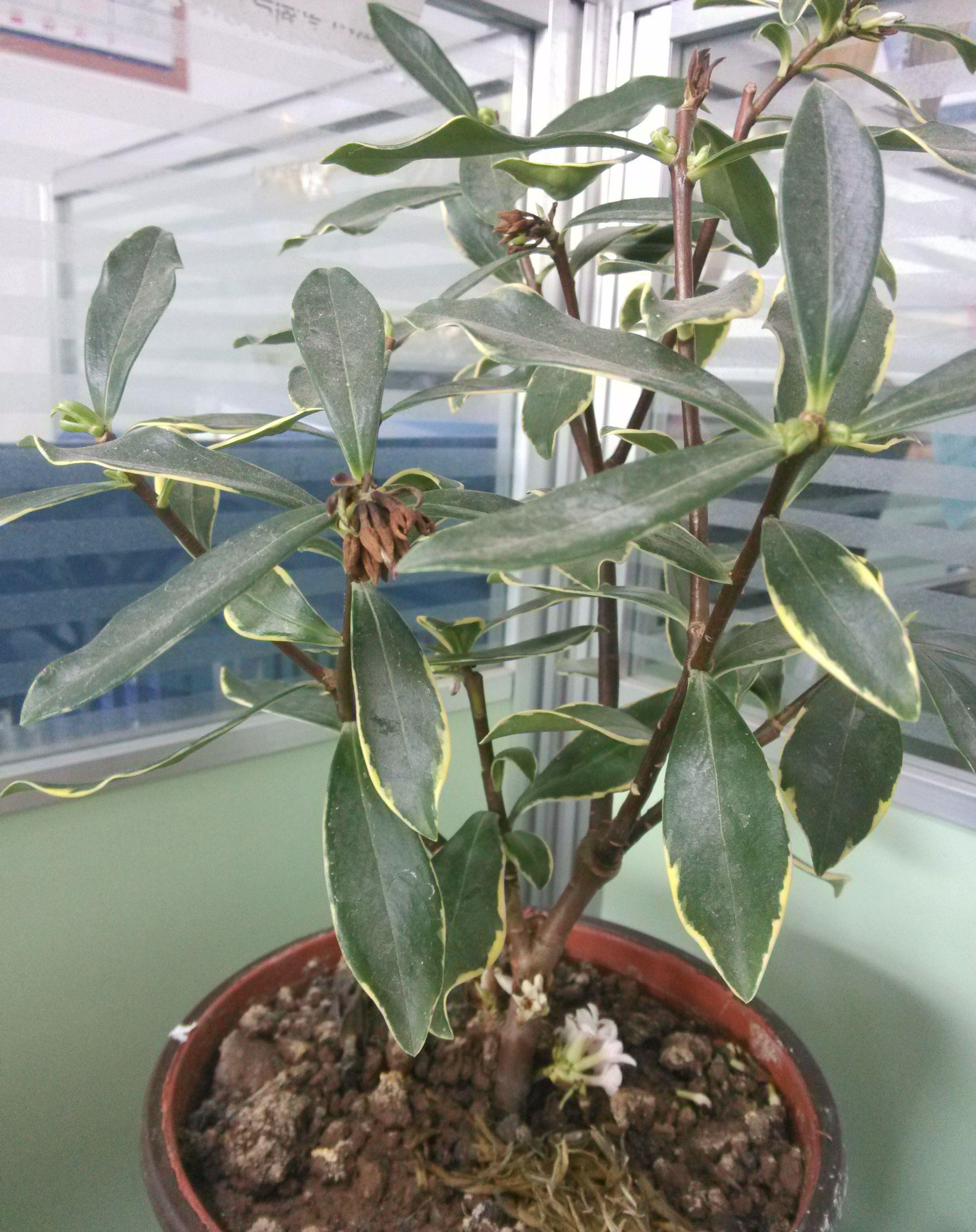 传统名花“金边瑞香”,注意4个问题,养的倍棒,花香溢满屋