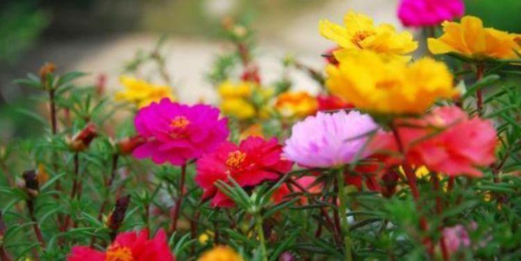 花朵|最受欢迎的4种花，好养易开花，花朵美艳，随便一养成花海