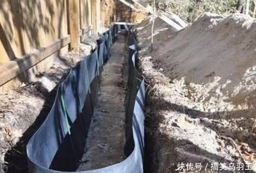 没听劝在院子里种了几颗竹子,才两年就后悔不已