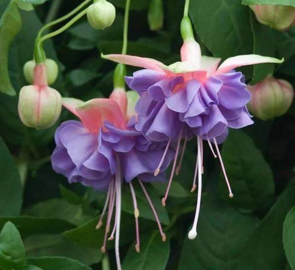 新手花友11月逛花市，6种花再喜欢也别买，带回家养不好浪费钱