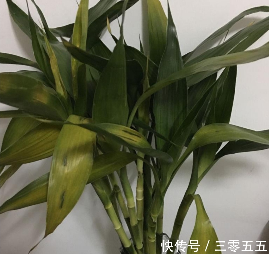 富贵竹叶子发黄,不要扔掉,简单处理后,还能再次长得繁茂