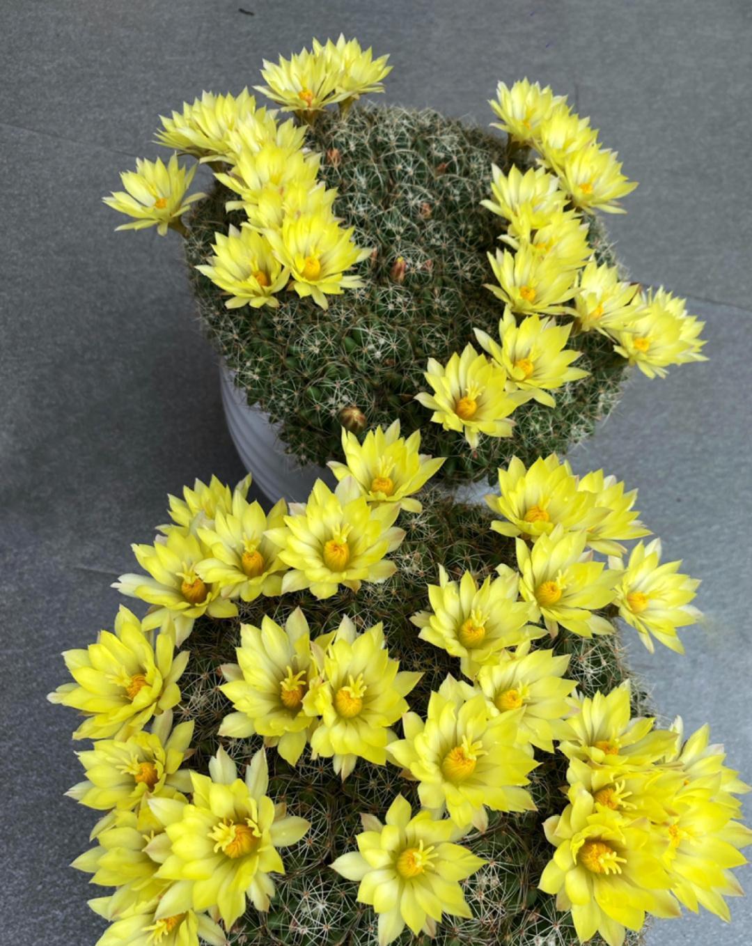 风雨兰|从养花大神家,偷来3个爆花技巧,快学,24小时后删