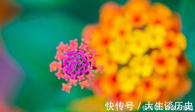 桃花运|被男人奉为梦中女神的三大生肖，桃花运极旺，没有人不羡慕的