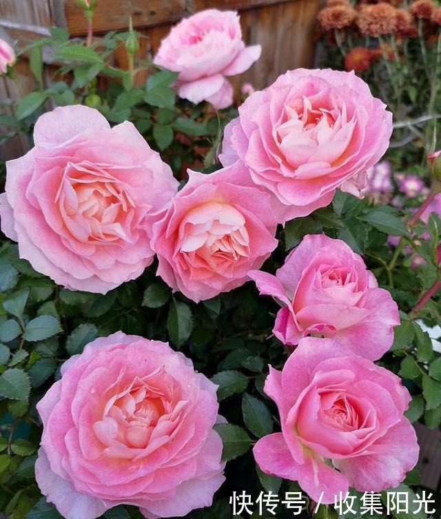 5月养月季,“一剪二施三喷”,月季积累“能量”,持续开爆花!