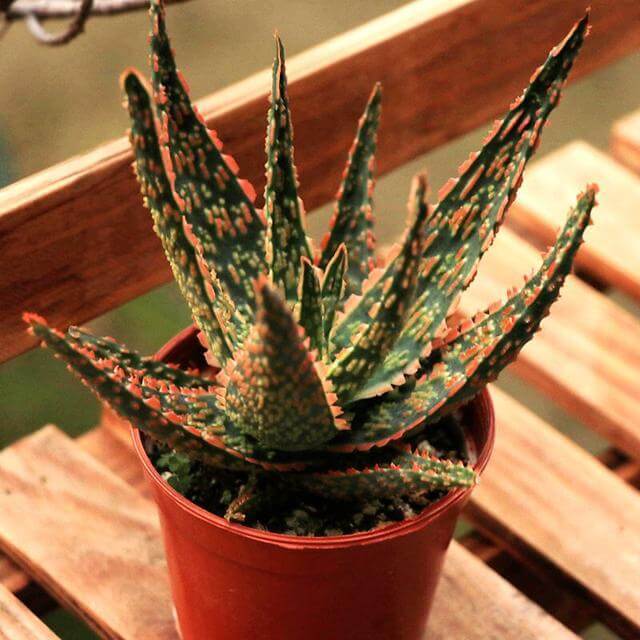 盆栽|夏季养芦荟,比起光照浇水,有“一点”更重要,侧芽多、长爆盆!