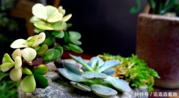 多肉植物夏天要断水处理不好,小心多肉集体阵亡