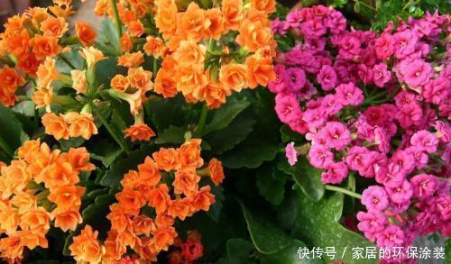 花市|11月逛花市，4种花别错过，现在养一盆，不愁冬天没花赏！