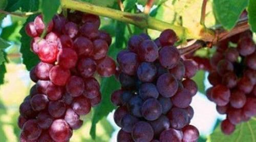 毒素|30岁女性要学会常吃3种食物,排出毒素,滋养卵巢,更显年轻态