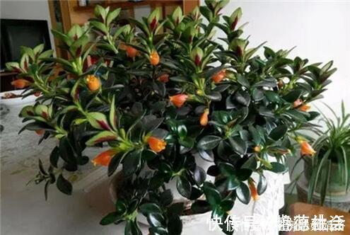 金鱼吊兰|在家养了一盆植物,开花时,周围邻居惊呆了!这盆植物竟然这么美