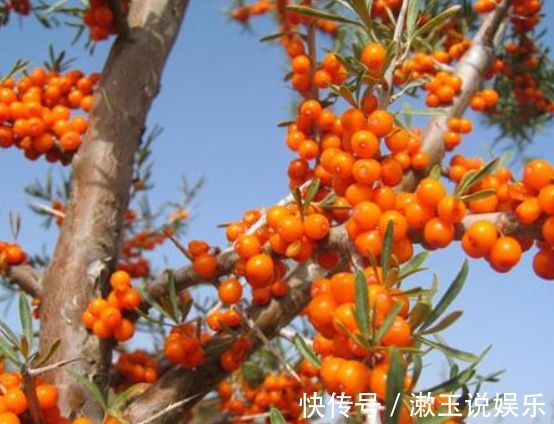 花卉|客厅养花，不如养几盆“金色的花”，既好看，又显得“高大上”