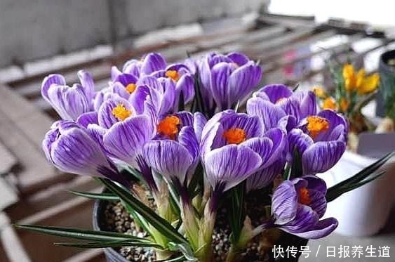 花卉|5种花,因有“独特用处”而被忽略颜值,其实养在家里开花特漂亮!