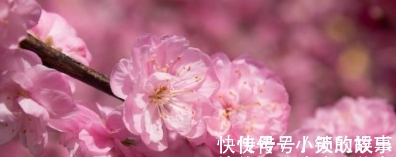 唯美&元稹的《桃花》和《菊花》,写得无比凄美,同时也很是悲伤!
