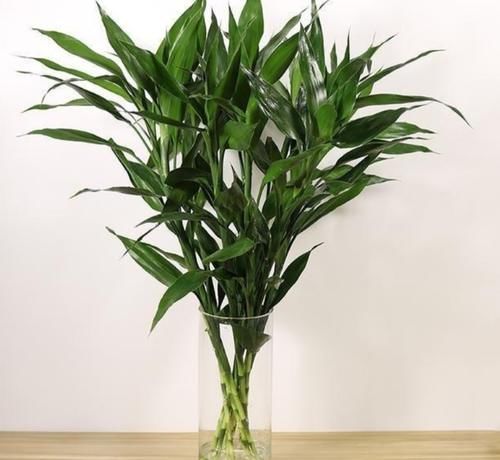 天气暖和了，6种植物别给它晒太阳，不然叶子枯黄