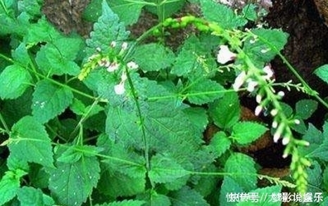 农村这种有毒野草,是杀灭蚊蝇的天然药剂,也是活血止痛的良药