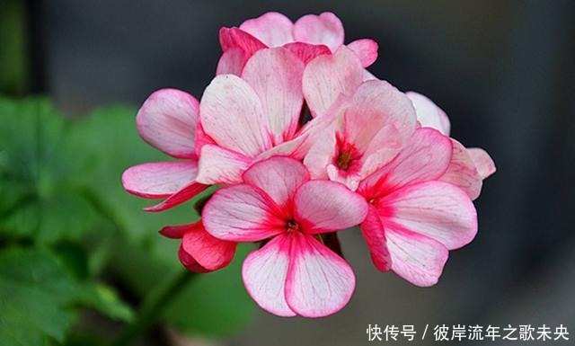 喜欢在家中养护花卉,就选择花期长,花色绚丽的5种花卉,非常美