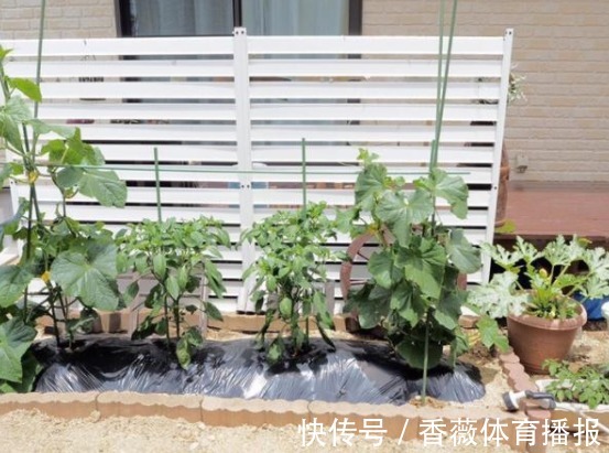 太太|不懂收纳没关系,照着日本主妇做,家里不再脏乱差,日子干净清爽