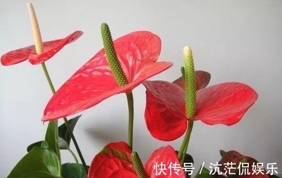 红掌|秋天养红掌，老花匠教你3个字，一朵花开3月，叶子油绿翠亮