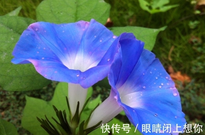 农历九月初四寒露后,养什么花?以下3种花,五福临门六六大顺