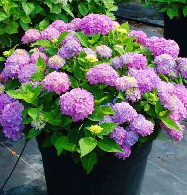 忌讳|用磷酸二氢钾促花,有“3忌”要避免,已被“证实”用错难开花