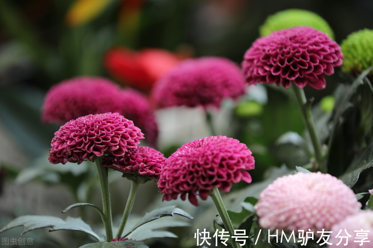 鸡冠花|5种“秋天”的花，赏花正当时，错过等一年