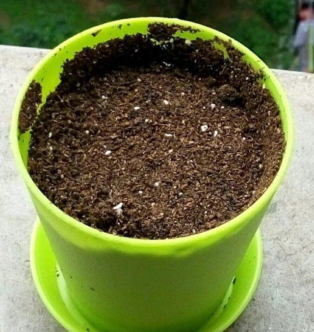 盆土“邦邦硬”,来点自制“松土剂”,半个月土壤松软,正好养花