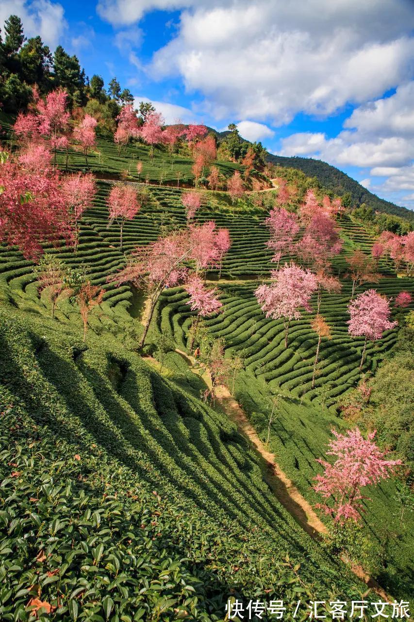 樱花|无量山，云南冬日里一场限定的浪漫！