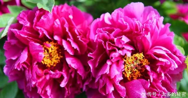 名花|被誉为我国十大名花之首,花色艳丽,香味扑鼻,雍容华贵还好养!
