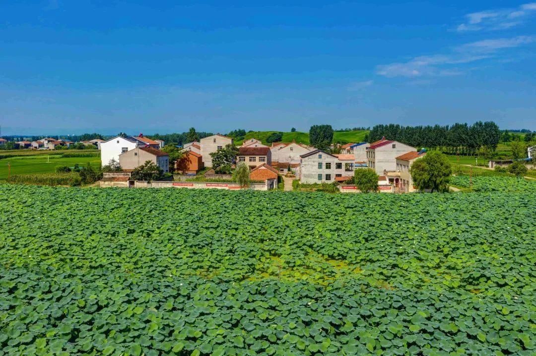 太空莲|樊城一号公路旁的“夏雨荷”，开了！