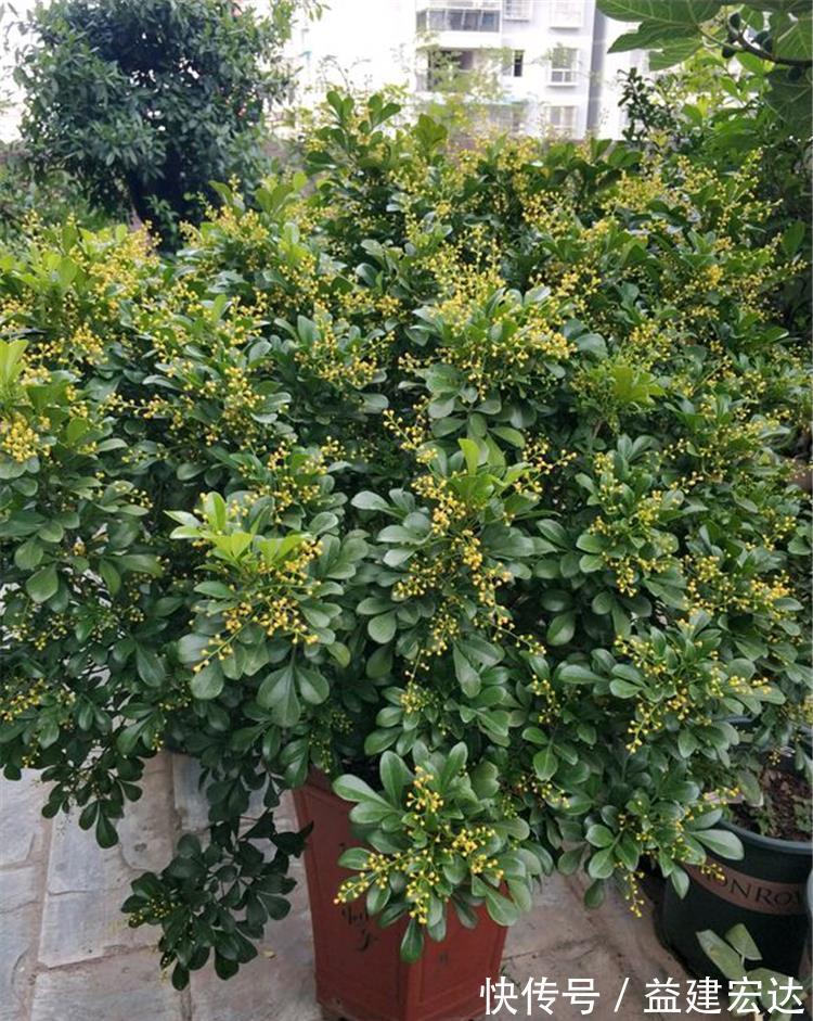 下雨天|下雨天,这些花快扔出去,淋一淋,呼呼冒新芽,花开一大盆